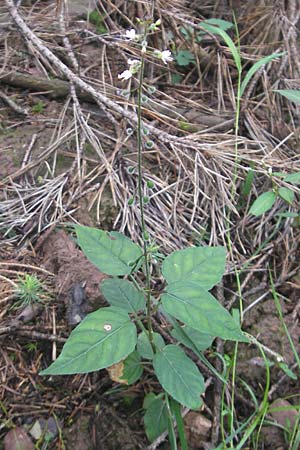 Circaea x intermedia \ Mittleres Hexenkraut / Upland Enchanter's Nightshade, D Odenwald, Neckargem&uuml;nd-M&uuml;ckenloch 13.9.2010