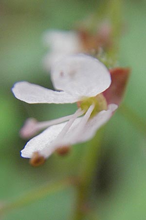 Circaea x intermedia \ Mittleres Hexenkraut / Upland Enchanter's Nightshade, D Odenwald, Neckargem&uuml;nd-M&uuml;ckenloch 13.9.2010