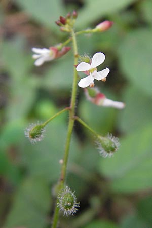 Circaea x intermedia \ Mittleres Hexenkraut / Upland Enchanter's Nightshade, D Odenwald, Neckargem&uuml;nd-M&uuml;ckenloch 13.9.2010