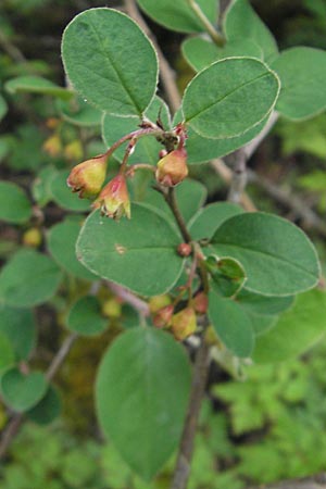 Cotoneaster integerrimus \ Gewhnliche Zwergmispel / Wild Cotoneaster, D Donnersberg 26.4.2012