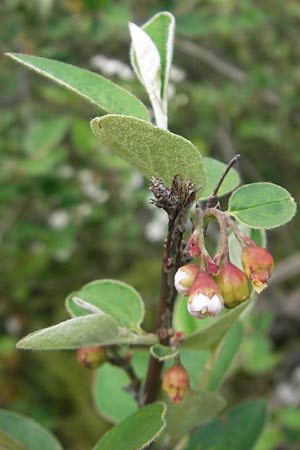 Cotoneaster integerrimus \ Gewhnliche Zwergmispel / Wild Cotoneaster, D Donnersberg 3.5.2012