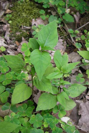 Circaea x intermedia \ Mittleres Hexenkraut / Upland Enchanter's Nightshade, D Ochsenbach 22.6.2013