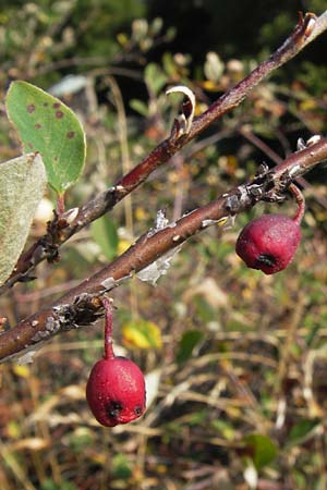 Cotoneaster integerrimus \ Gewhnliche Zwergmispel / Wild Cotoneaster, D Rhön, Milseburg 27.7.2013