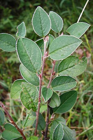 Cotoneaster integerrimus \ Gewhnliche Zwergmispel / Wild Cotoneaster, D Fridingen 8.7.2014