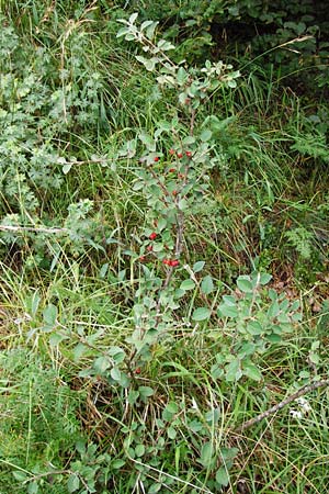 Cotoneaster integerrimus \ Gewhnliche Zwergmispel / Wild Cotoneaster, D Fridingen 8.7.2014