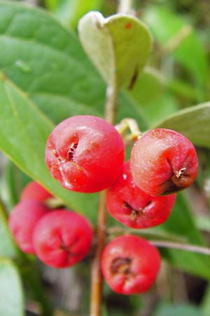 Cotoneaster integerrimus \ Gewhnliche Zwergmispel / Wild Cotoneaster, D Fridingen 8.7.2014