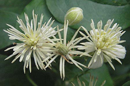 Clematis vitalba \ Gewhnliche Waldrebe / Traveller's Joy, D Viernheim 27.6.2006