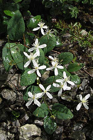 Clematis recta \ Aufrechte Waldrebe / Ground Clematis, D Karlstadt 16.6.2007