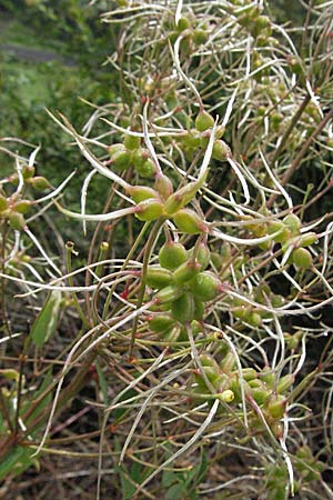 Clematis recta \ Aufrechte Waldrebe / Ground Clematis, D Karlstadt 16.6.2007
