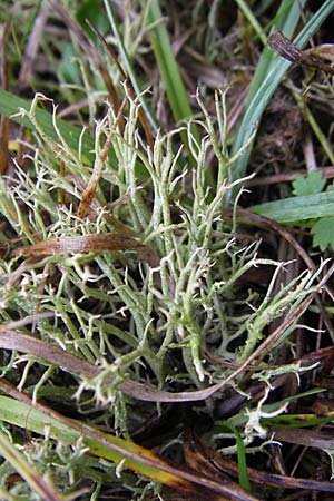 Cladonia rangiformis \ Gesprenkelte Becher-Flechte / Reindeer Moss, D Feuchtwangen 9.10.2009