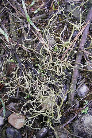 Cladonia rangiformis \ Gesprenkelte Becher-Flechte / Reindeer Moss, D Feuchtwangen 9.10.2009