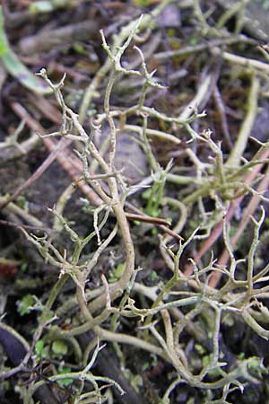 Cladonia rangiformis \ Gesprenkelte Becher-Flechte / Reindeer Moss, D Feuchtwangen 9.10.2009