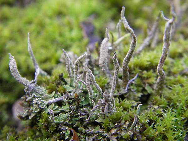 Cladonia sulphurina ? \ Schwefelgelbe Becher-Flechte / Sulphur Cup Lichen, D Seeheim an der Bergstra&szlig;e 21.10.2009