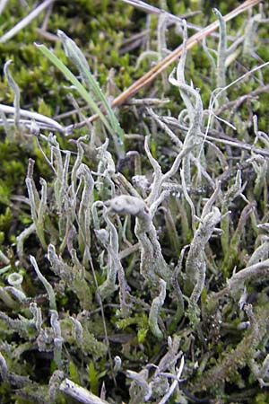 Cladonia sulphurina ? \ Schwefelgelbe Becher-Flechte / Sulphur Cup Lichen, D Seeheim an der Bergstra&szlig;e 21.10.2009