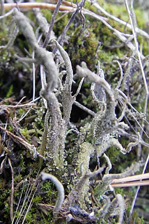 Cladonia sulphurina ? \ Schwefelgelbe Becher-Flechte / Sulphur Cup Lichen, D Seeheim an der Bergstra&szlig;e 21.10.2009