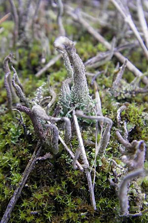 Cladonia sulphurina ? \ Schwefelgelbe Becher-Flechte / Sulphur Cup Lichen, D Seeheim an der Bergstra&szlig;e 21.10.2009