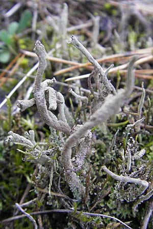 Cladonia sulphurina ? \ Schwefelgelbe Becher-Flechte / Sulphur Cup Lichen, D Seeheim an der Bergstra&szlig;e 21.10.2009
