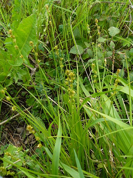 Carex polyphylla \ Unterbrochenhrige Segge / Berkeley Sedge, Grassland Sedge, D Karlsruhe 28.5.2014