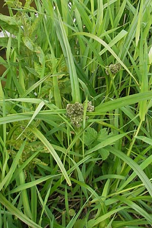 Scirpus sylvaticus \ Wald-Simse, Wald-Binse / Wood Club-Rush, D Idar-Oberstein 14.5.2011