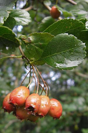 Crataegus laevigata ? \ Zweigriffeliger Weidorn / Midland Hawthorn, Woodland Hawthorn, D Pforzheim 30.7.2011