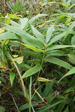 Sasamorpha borealis \ Nordischer Zwerg-Bambus / Boreal Bamboo, D Neckarbischofsheim 5.10.2011