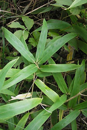 Sasamorpha borealis \ Nordischer Zwerg-Bambus / Boreal Bamboo, D Neckarbischofsheim 5.10.2011