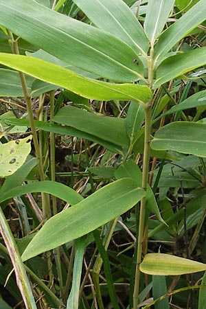 Sasamorpha borealis \ Nordischer Zwerg-Bambus / Boreal Bamboo, D Neckarbischofsheim 5.10.2011