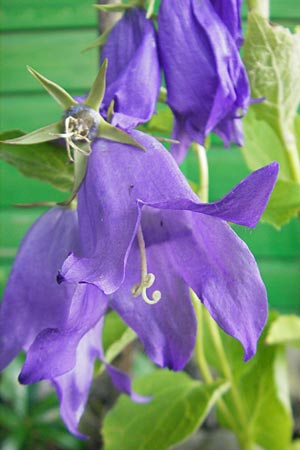 Campanula latifolia \ Breitblttrige Glockenblume / Giant Bellflower, D  23.6.2012