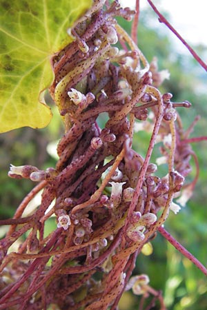 Cuscuta lupuliformis \ Weiden-Seide / Willow Dodder, D Frankfurt-Niederrad 19.9.2012