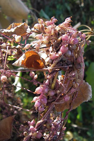Cuscuta lupuliformis \ Weiden-Seide / Willow Dodder, D Frankfurt-Niederrad 19.9.2012