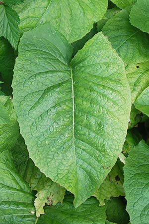 Cicerbita macrophylla \ Groblttriger Milchlattich, D Eppingen-Richen 5.7.2013