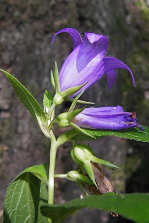 Campanula latifolia \ Breitblttrige Glockenblume / Giant Bellflower, D Rhön, Tann-Günthers 27.7.2013