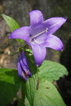 Campanula latifolia \ Breitblttrige Glockenblume / Giant Bellflower, D Rhön, Tann-Günthers 27.7.2013
