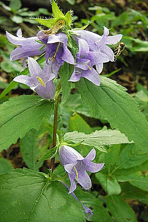 Campanula latifolia \ Breitblttrige Glockenblume / Giant Bellflower, D Wanfried 3.8.2013