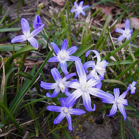 Scilla luciliae x siehei \ Hybrid-Sternhyazinthe / Hybrid Squill, D Ludwigshafen 12.3.2014