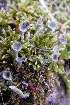 Cladonia digitata \ Fingerf&ouml;rmige Becher-Flechte, Kronen-Trompetenflechte / Finger Cup Lichen, D Lorsch 7.4.2014