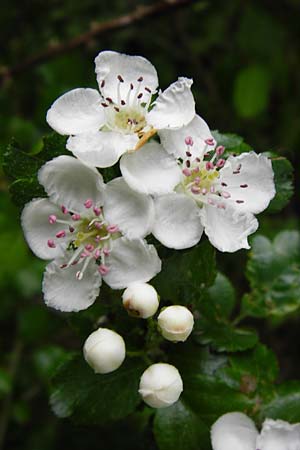 Crataegus laevigata \ Zweigriffeliger Weidorn / Midland Hawthorn, Woodland Hawthorn, D Gladenbach 26.4.2014