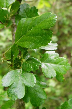 Crataegus laevigata \ Zweigriffeliger Weidorn / Midland Hawthorn, Woodland Hawthorn, D Gladenbach 26.4.2014