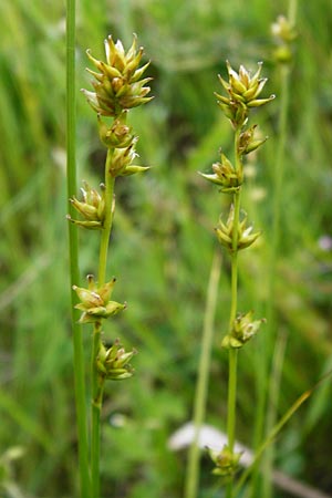Carex polyphylla \ Unterbrochenhrige Segge / Berkeley Sedge, Grassland Sedge, D Karlsruhe 28.5.2014