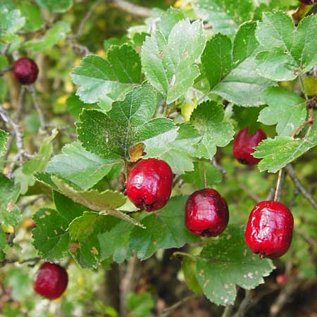 Crataegus laevigata \ Zweigriffeliger Weidorn / Midland Hawthorn, Woodland Hawthorn, D Bensheim 1.10.2014