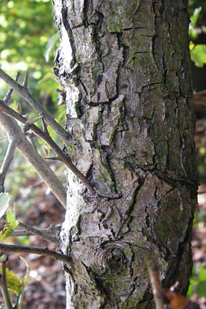 Crataegus laevigata \ Zweigriffeliger Weidorn / Midland Hawthorn, Woodland Hawthorn, D Bensheim 1.10.2014