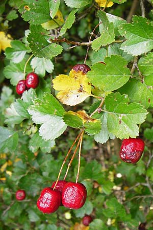 Crataegus laevigata \ Zweigriffeliger Weidorn / Midland Hawthorn, Woodland Hawthorn, D Bensheim 1.10.2014