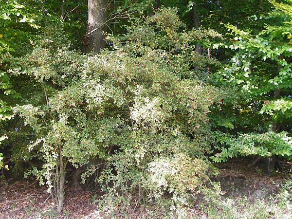 Crataegus laevigata \ Zweigriffeliger Weidorn / Midland Hawthorn, Woodland Hawthorn, D Bensheim 3.10.2014