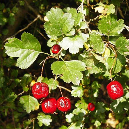 Crataegus laevigata \ Zweigriffeliger Weidorn / Midland Hawthorn, Woodland Hawthorn, D Bensheim 3.10.2014