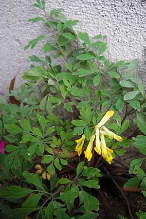 Corydalis lutea \ Gelber Lerchensporn / Yellow Corydalis, D Mannheim 31.10.2014