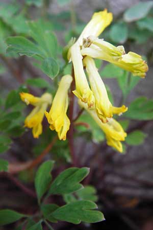 Corydalis lutea \ Gelber Lerchensporn / Yellow Corydalis, D Mannheim 31.10.2014