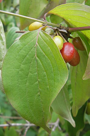 Cornus mas \ Kornelkirsche / Cornelian Cherry, D Mannheim 10.7.2011