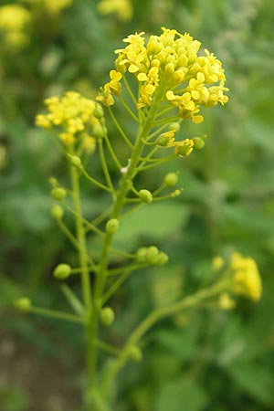Neslia paniculata \ Finkensame / Ball Mustard, D Nördlingen 8.6.2012