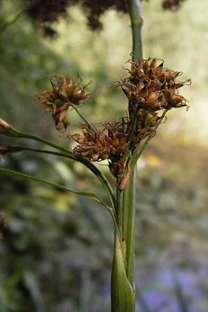 Cladium mariscus \ Schneid-Ried / Great Fen Sedge, D Mainz 30.6.2012