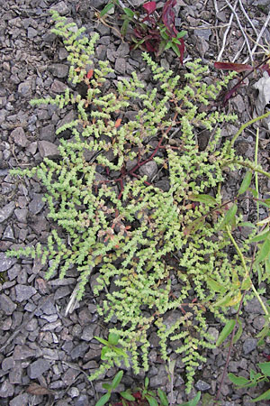 Herniaria hirsuta \ Behaartes Bruchkraut / Hairy Rupture-Wort, D Ludwigshafen 4.7.2012